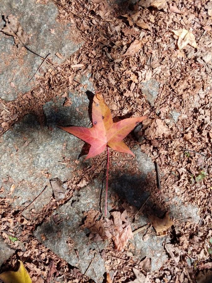 Campos do Jordão Casa Sirinヴィラ エクステリア 写真