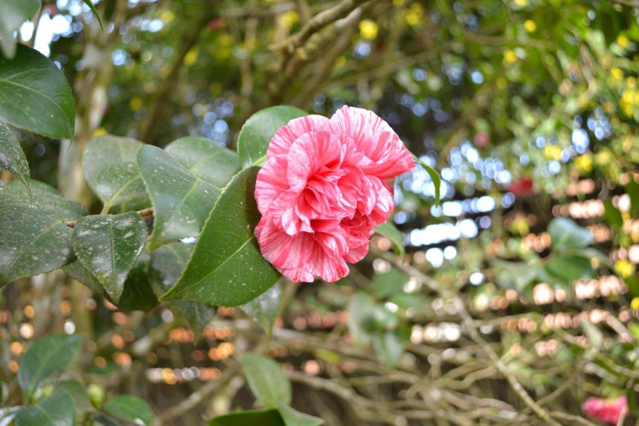 Campos do Jordão Casa Sirinヴィラ エクステリア 写真